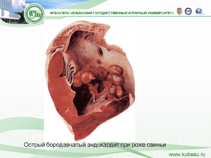 Острый бородавчатый эндокардит при роже свиньи